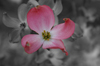Pink Dogwood by Andrew Corfont